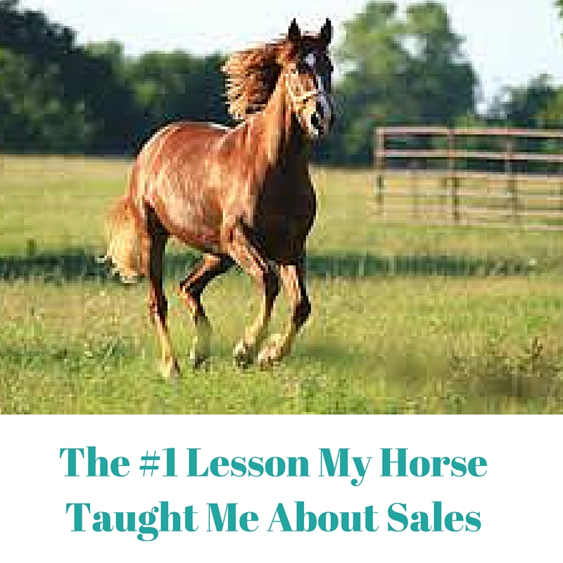 #1 Lesson My Horse Taught Me About Sales